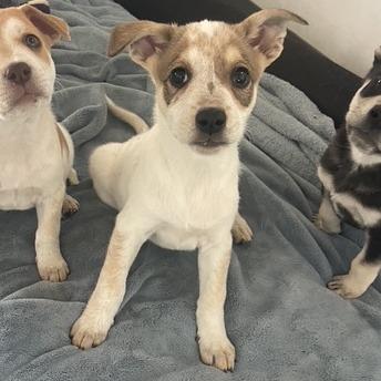 Pearl, a Adoptable Mixed Breed in Prescott, AZ image 2/6