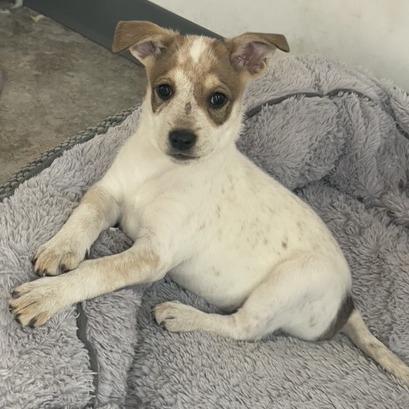 Pearl, a Adoptable Mixed Breed in Prescott, AZ image 3/6