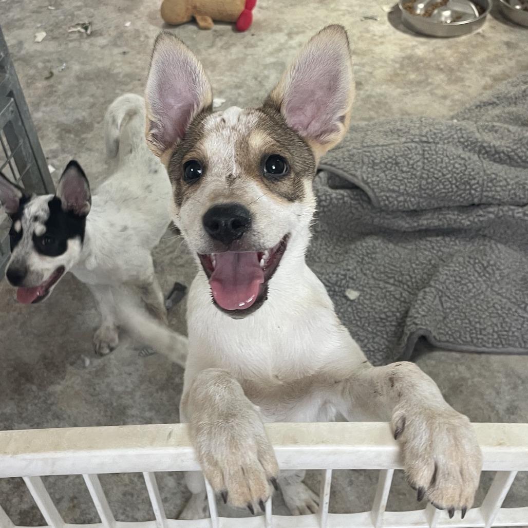 Pearl, a Adoptable Mixed Breed in Prescott, AZ image 4/6