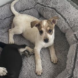 Pearl, a Adoptable Mixed Breed in Prescott, AZ image 5/6
