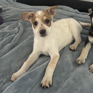 Pearl, a Adoptable Mixed Breed in Prescott, AZ image 6/6