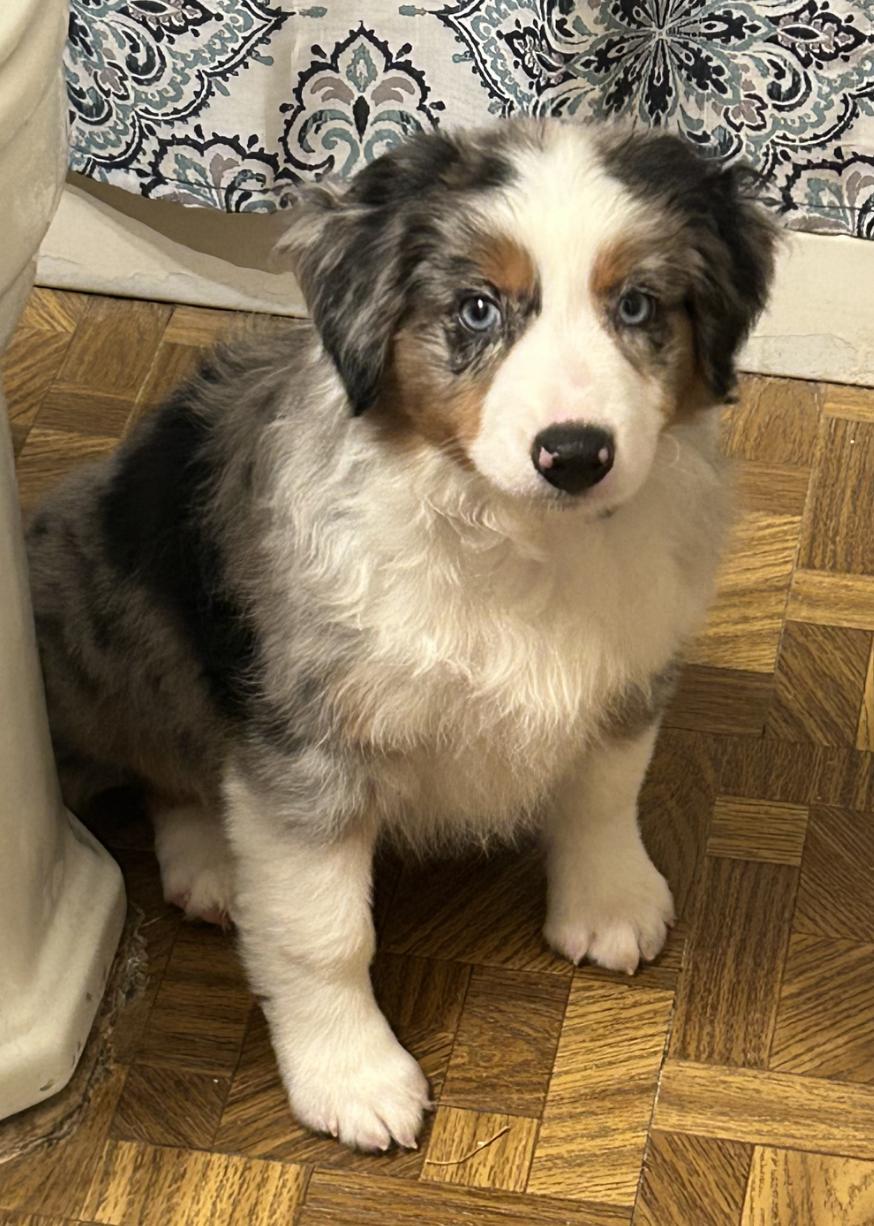Enlarge Todd (Flanders) (Simpsons), a Adopted Australian Shepherd in Arlington, TX image 1/6