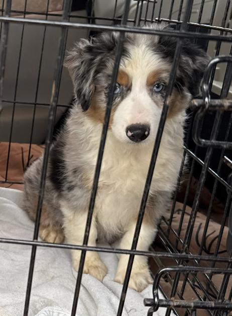 Enlarge Todd (Flanders) (Simpsons), a Adopted Australian Shepherd in Arlington, TX image 2/6