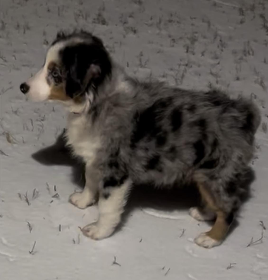 Enlarge Todd (Flanders) (Simpsons), a Adopted Australian Shepherd in Arlington, TX image 3/6