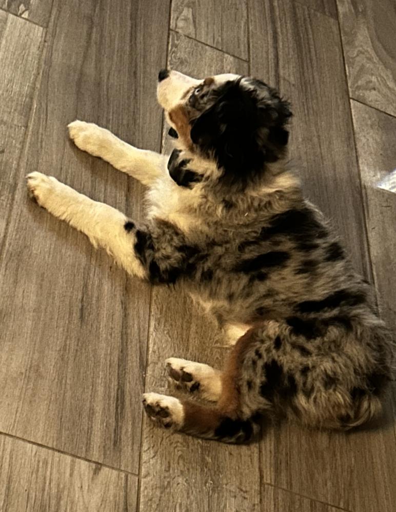 Enlarge Todd (Flanders) (Simpsons), a Adopted Australian Shepherd in Arlington, TX image 4/6