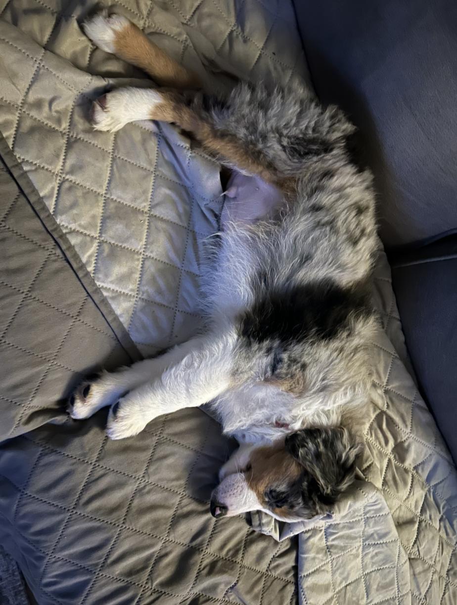 Enlarge Todd (Flanders) (Simpsons), a Adopted Australian Shepherd in Arlington, TX image 5/6