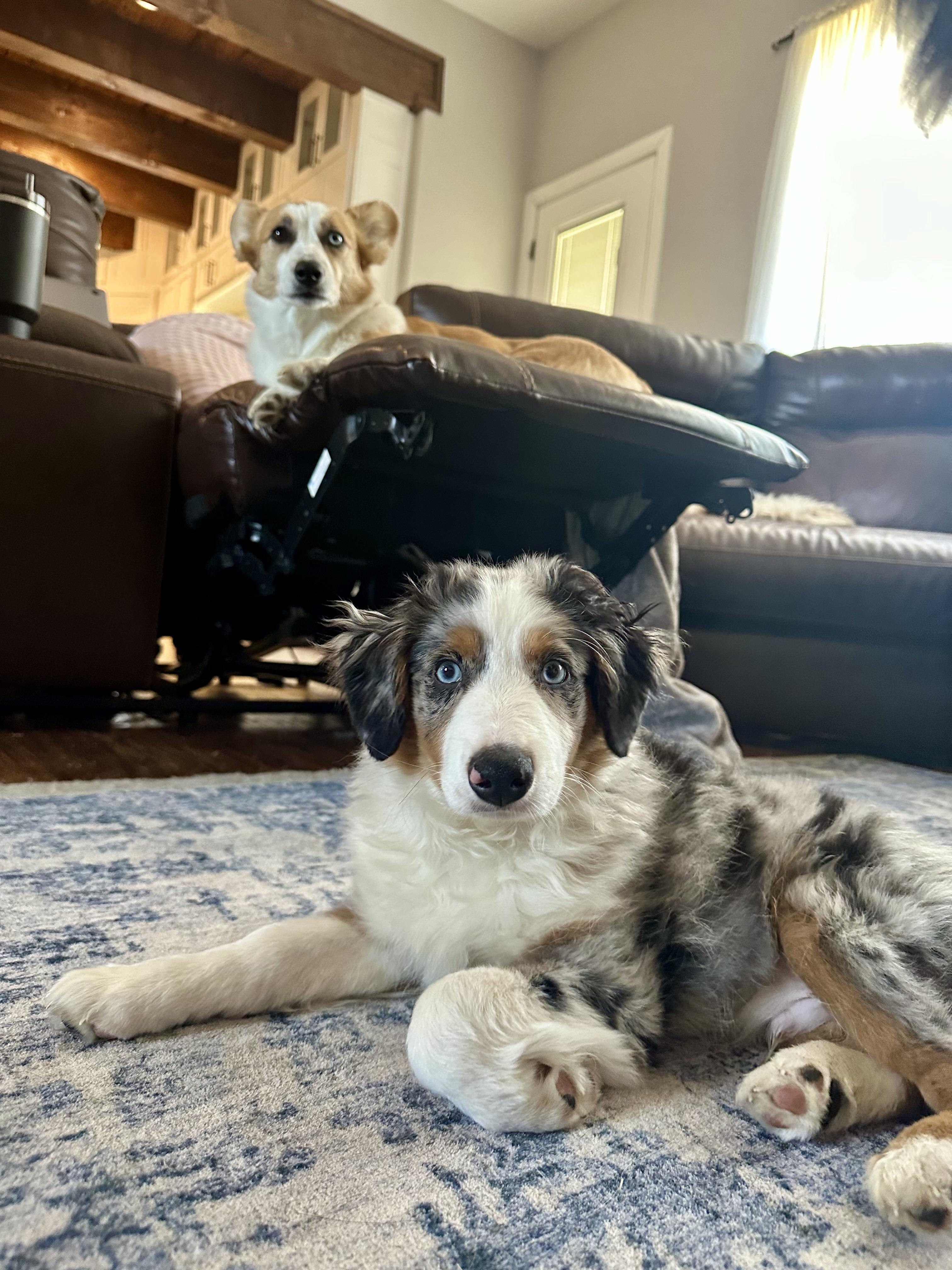 Enlarge Todd (Flanders) (Simpsons), a Adopted Australian Shepherd in Arlington, TX image 6/6