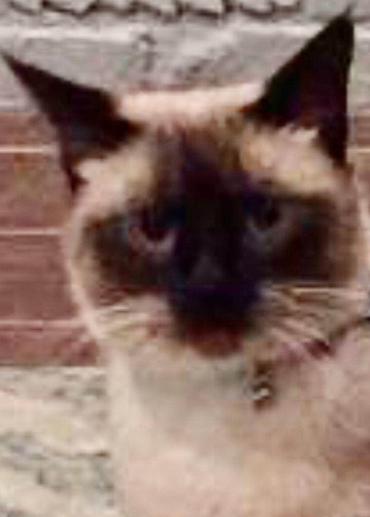 KIOKO, a Adoptable Siamese in Oro Valley, AZ image 1/2