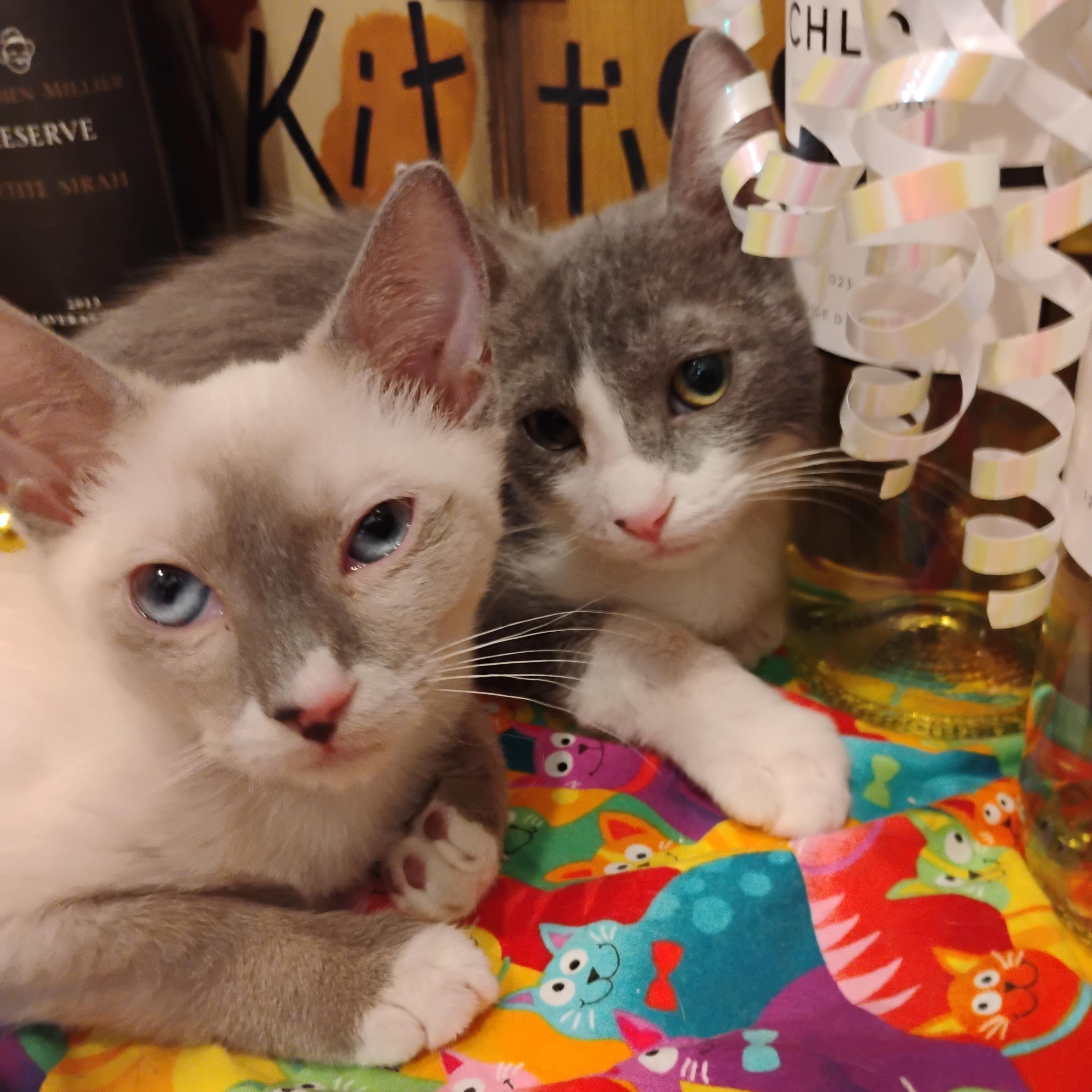 sangeria F snowshoe blue eyes 2lbs bonded pair, Baby Female unknown