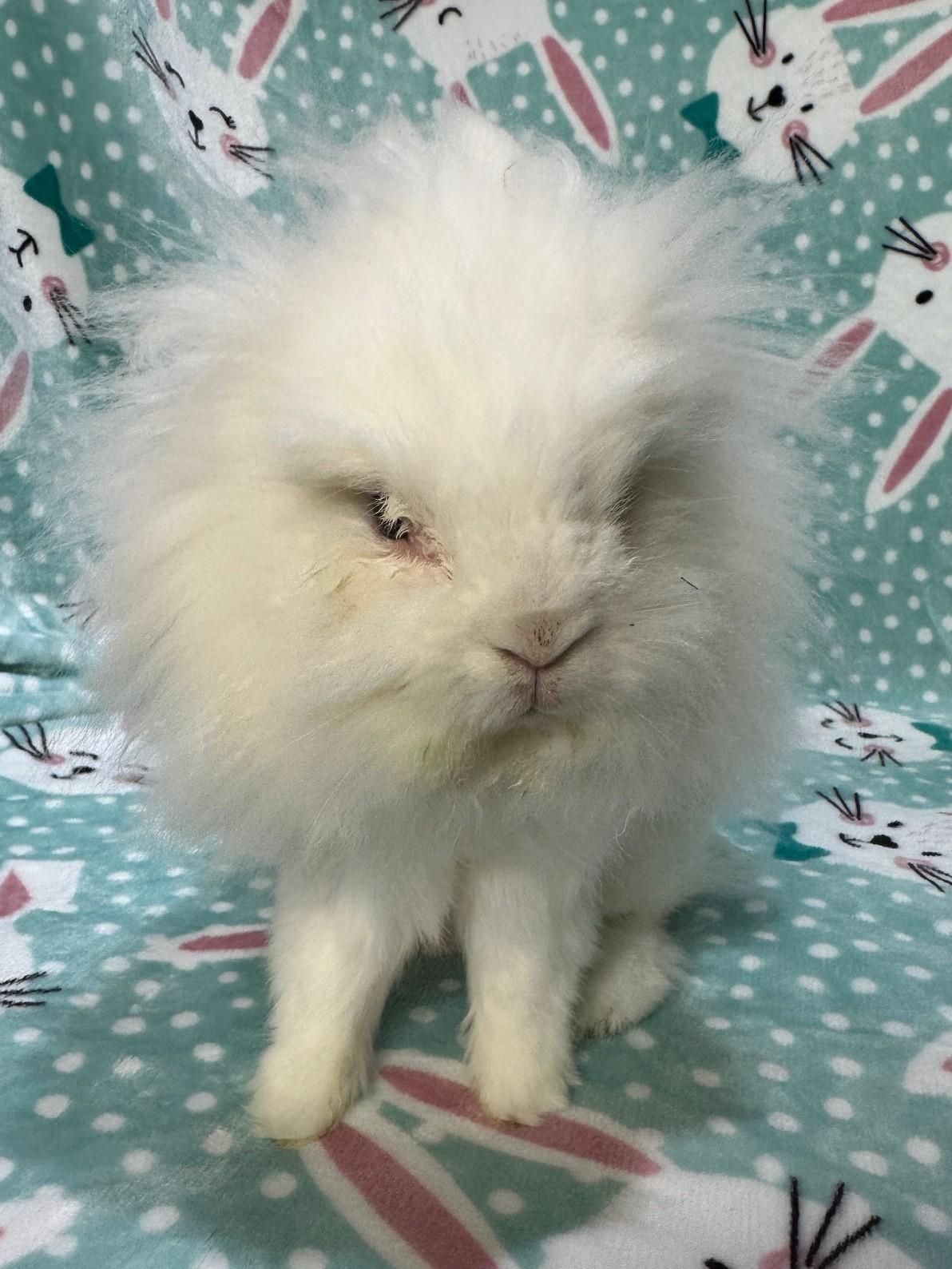 Enlarge Gibbs, an adopted Jersey Wooly in Gig Harbor, WA image 3/5