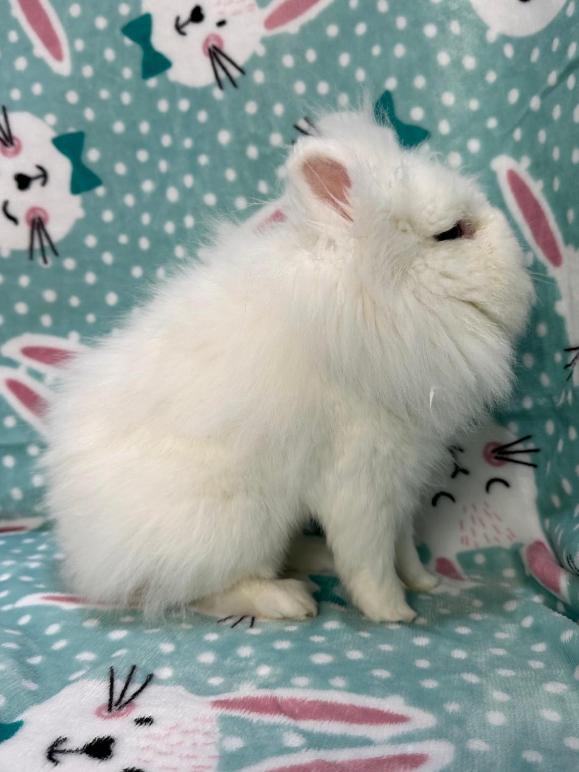 Enlarge Gibbs, an adopted Jersey Wooly in Gig Harbor, WA image 2/5