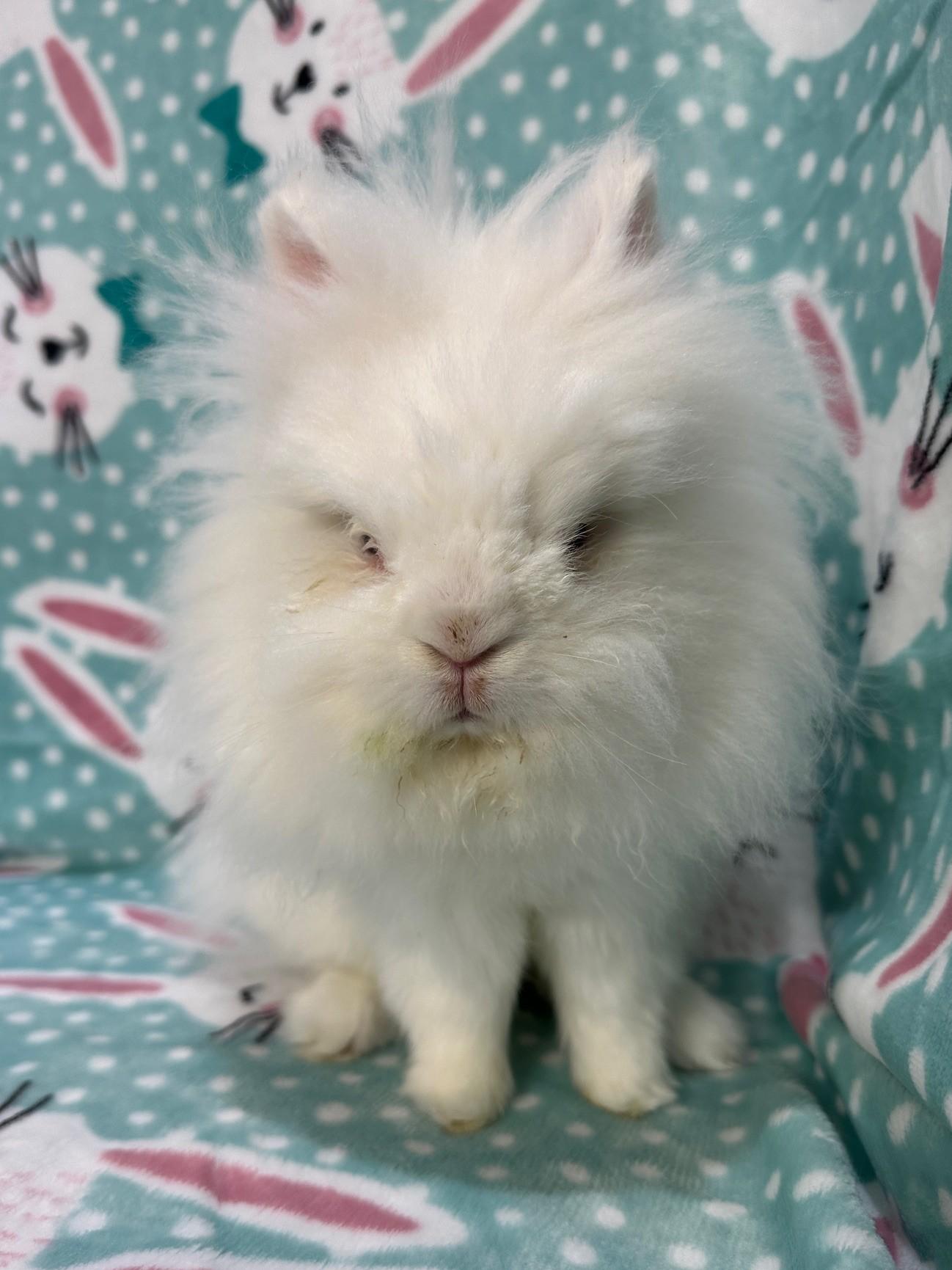 Enlarge Gibbs, an adopted Jersey Wooly in Gig Harbor, WA image 4/5