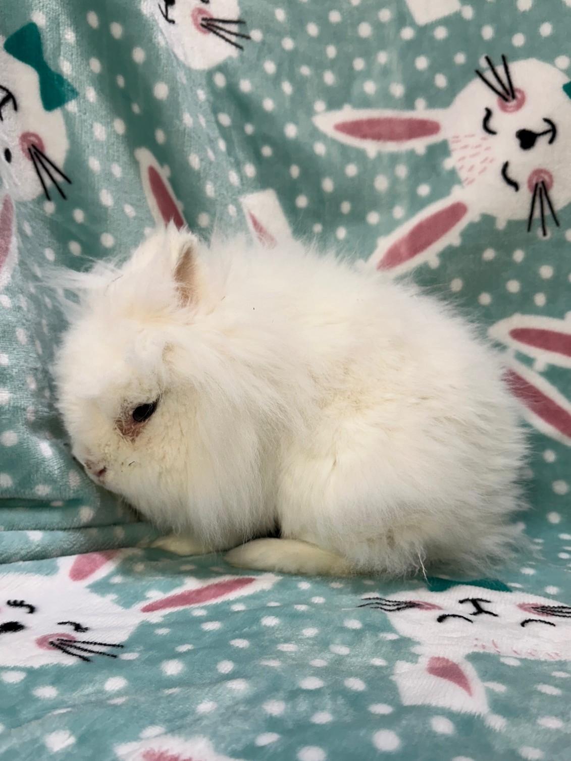 Enlarge Gibbs, an adopted Jersey Wooly in Gig Harbor, WA image 5/5