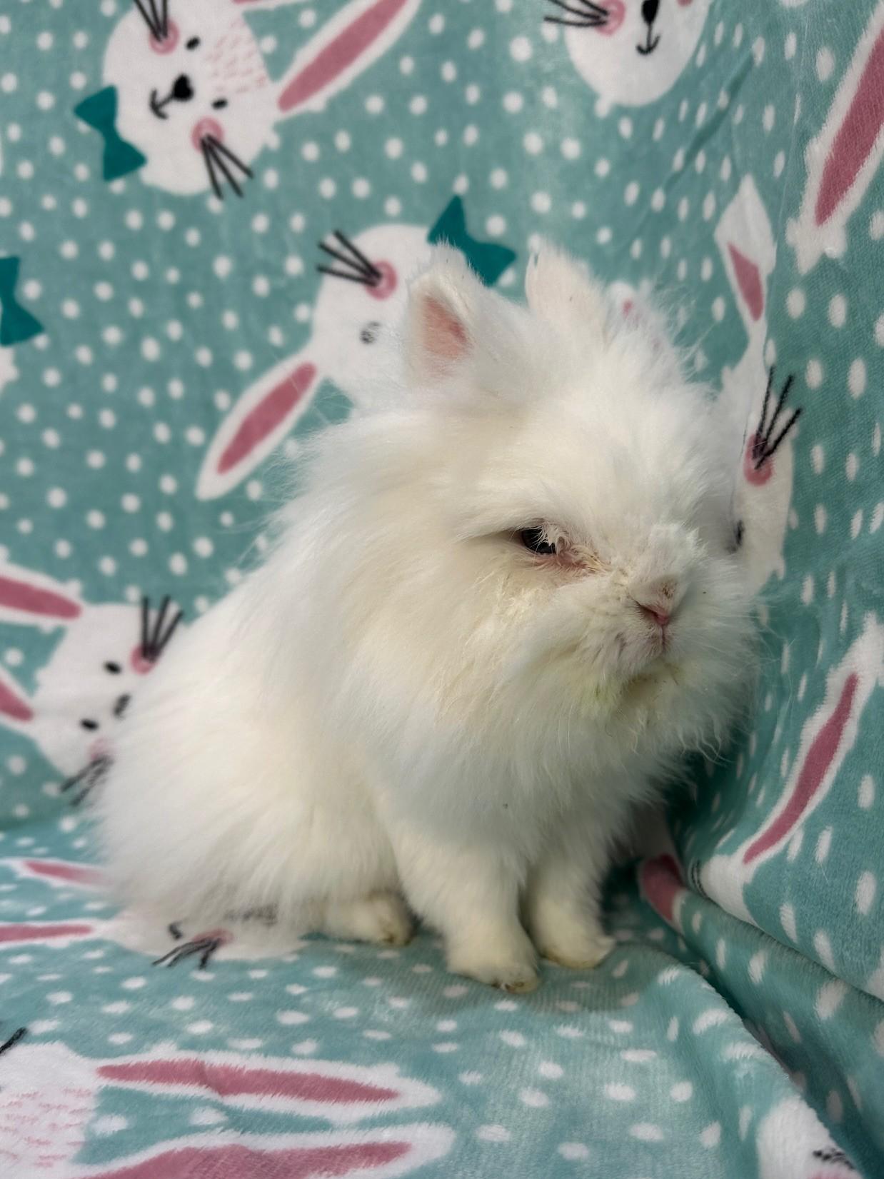 Gibbs, adopted, Young Male Jersey Wooly.