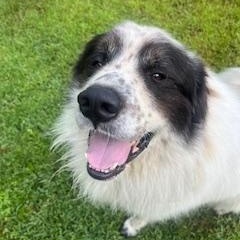 Titan in MA, Adopted, Young Male Great Pyrenees.