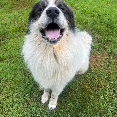 Enlarge Titan in MA, a Adopted Great Pyrenees in Lee, MA image 2/3