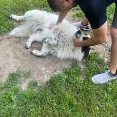 Enlarge Titan in MA, a Adopted Great Pyrenees in Lee, MA image 3/3