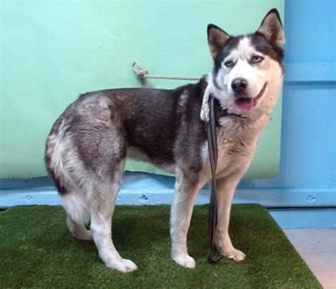 CRYSTAL, Adoptable, Young Female Siberian Husky.