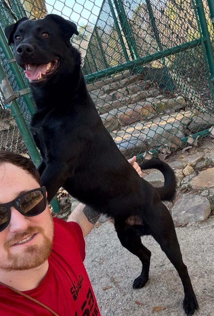 Enlarge Keeper, a Adoptable mixed breed in Little Rock, AR image 1/2