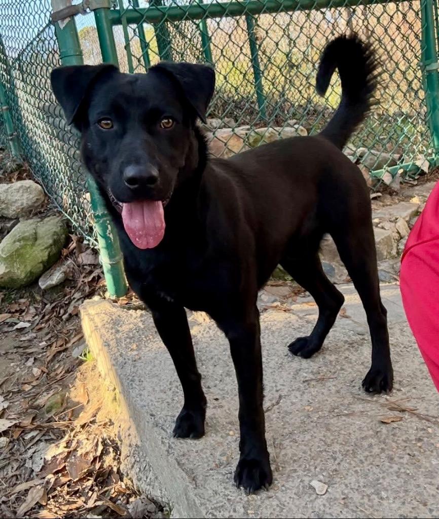 Enlarge Keeper, a Adoptable mixed breed in Little Rock, AR image 2/2