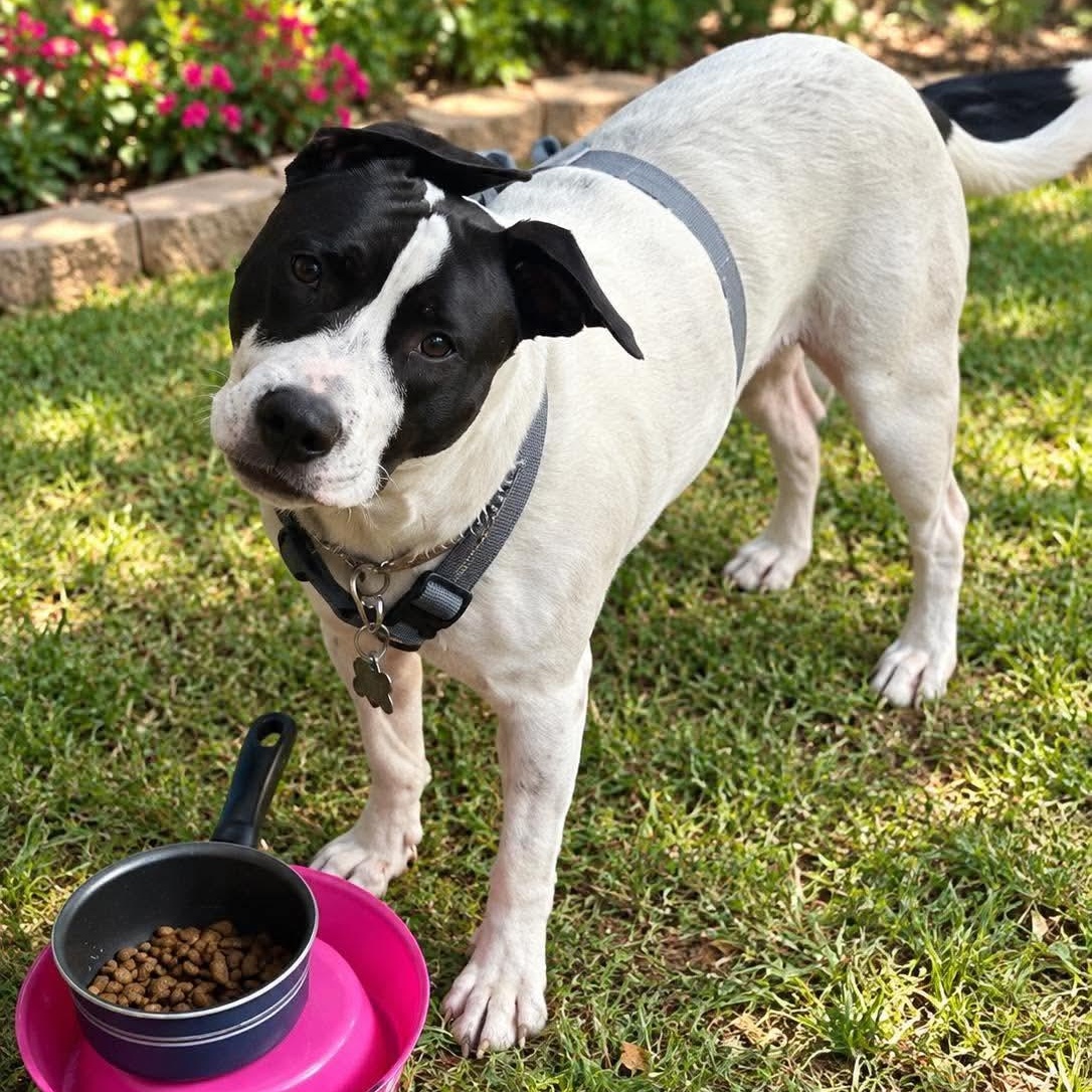 Enlarge Gigi, a Adoptable mixed breed in Portage, WI image 4/6