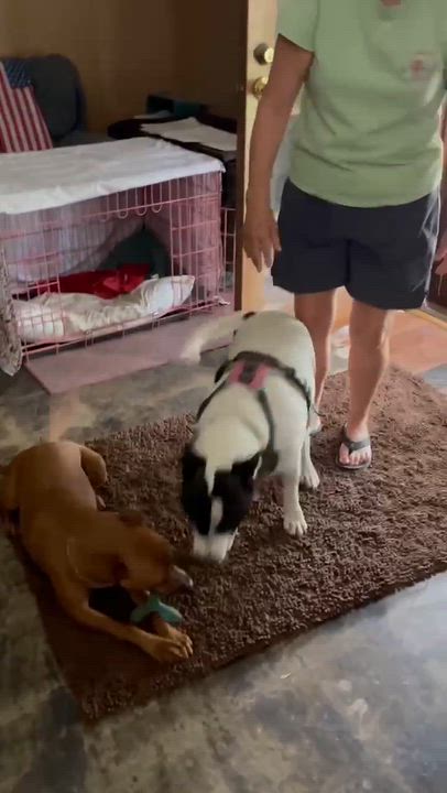 Enlarge Gigi, a Adoptable mixed breed in Portage, WI video 2/6
