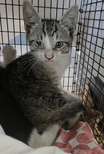 Enlarge A2477921, a Adoptable Domestic Short Hair in Fort Lauderdale, FL image 1/1
