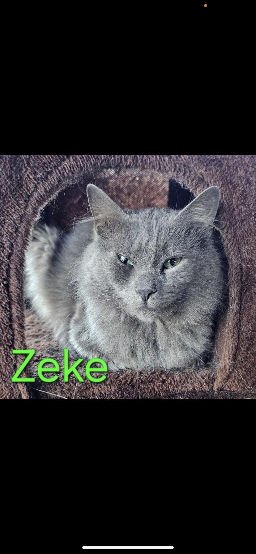 Enlarge Zeke, an adopted Domestic Medium Hair in Greensburg, PA image 1/1