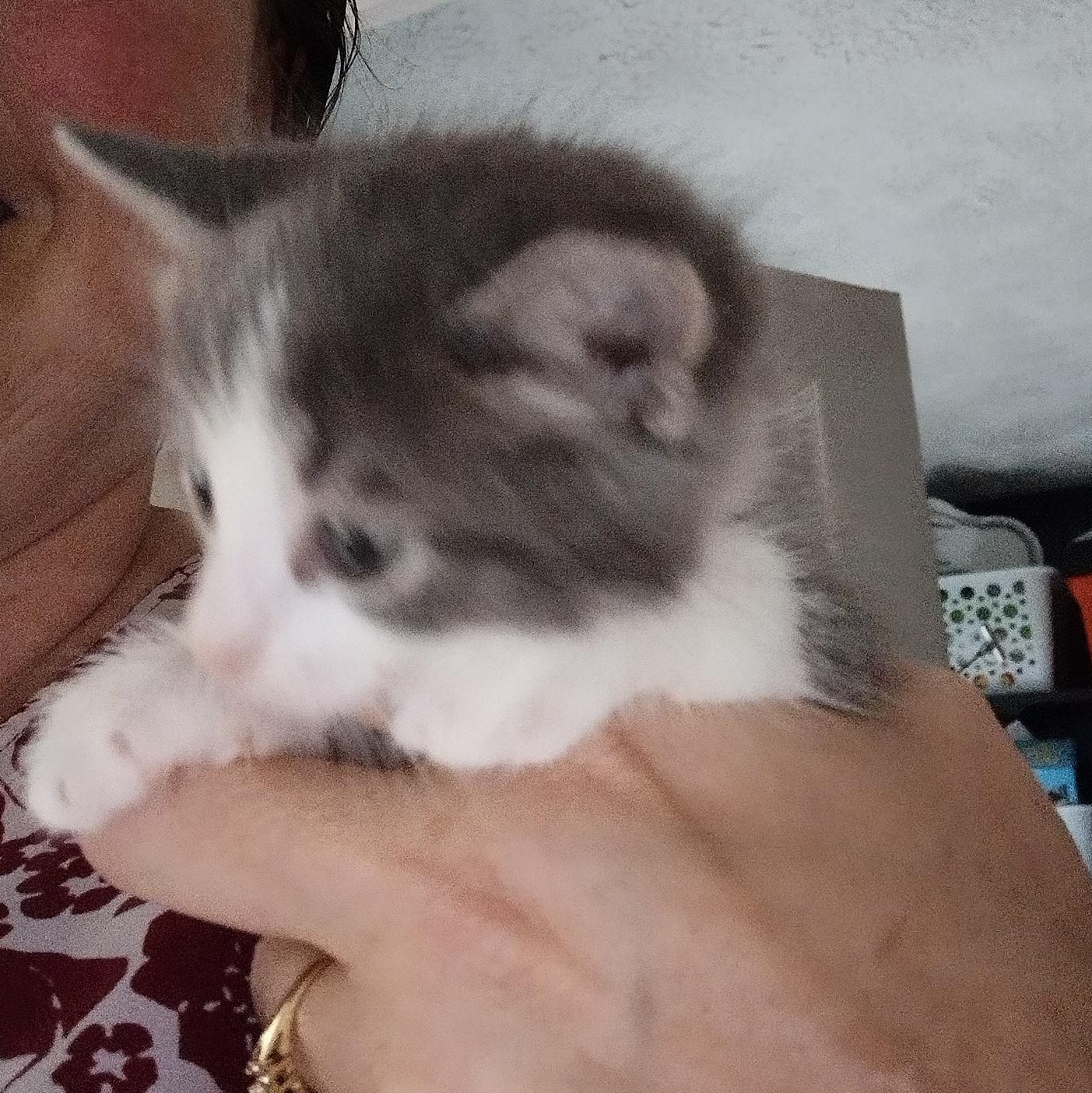 Cameo, Adopted, Kitten Female Domestic Medium Hair.