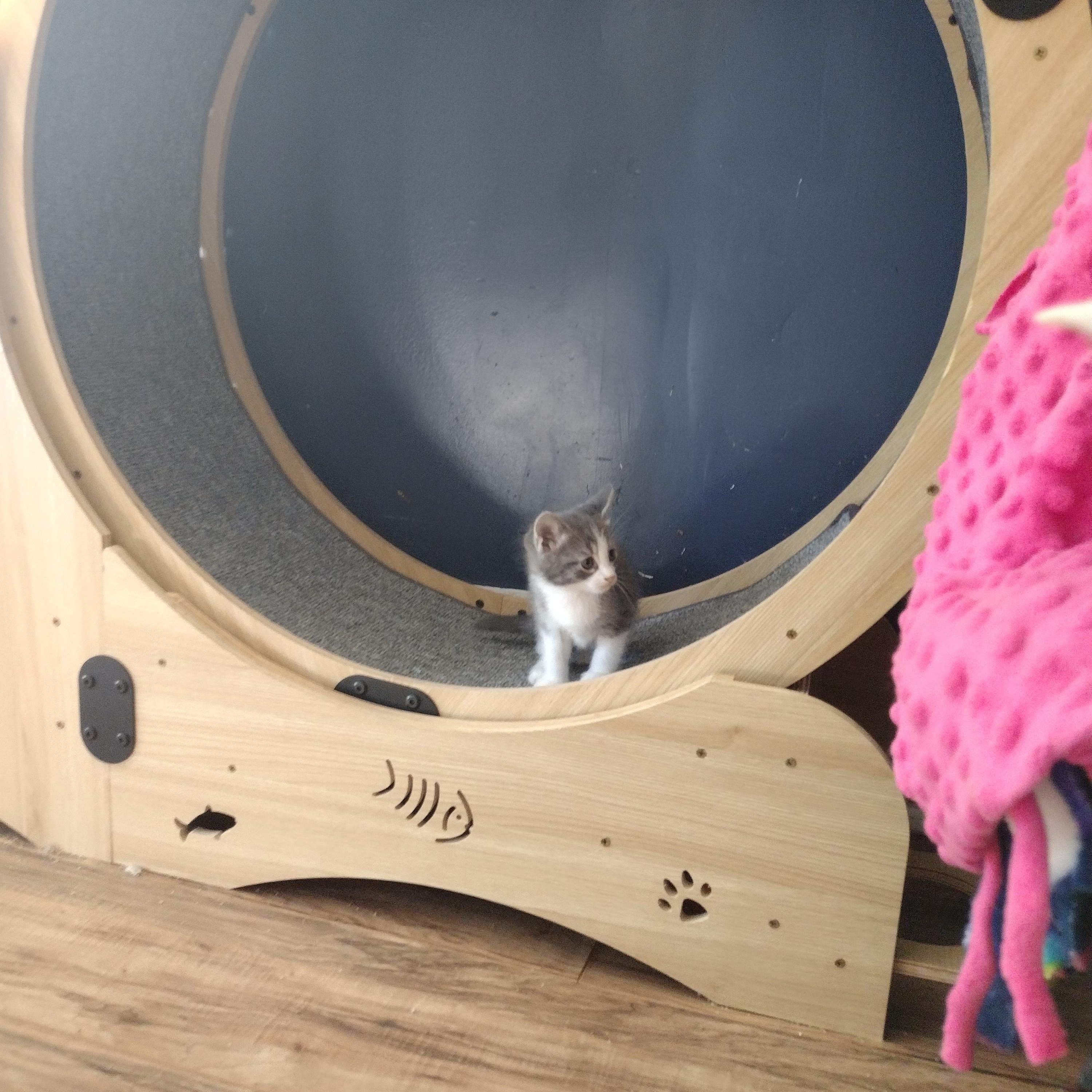 Cameo, a Adopted Domestic Medium Hair in Ionia, MI image 2/2