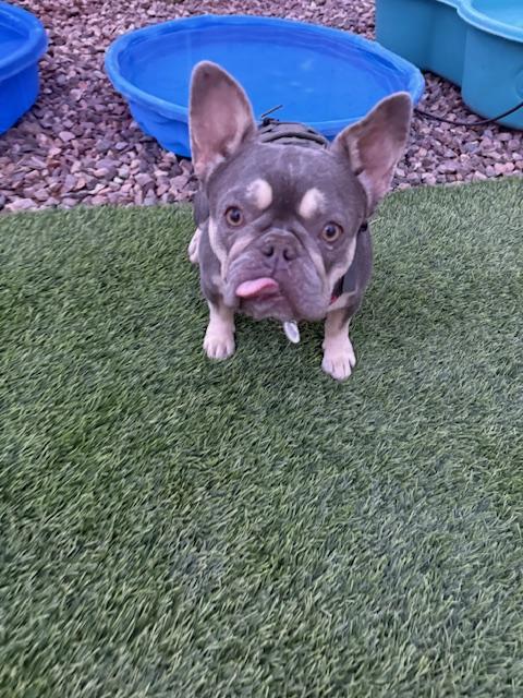 Enlarge Novella, a Adoptable French Bulldog in Mesa, AZ image 1/5