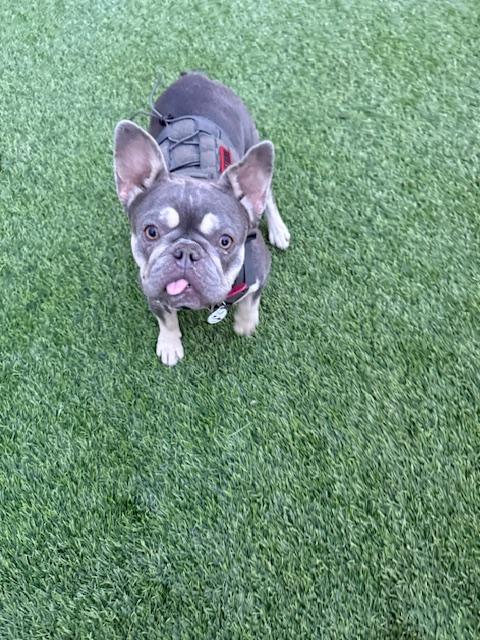 Enlarge Novella, a Adoptable French Bulldog in Mesa, AZ image 2/5