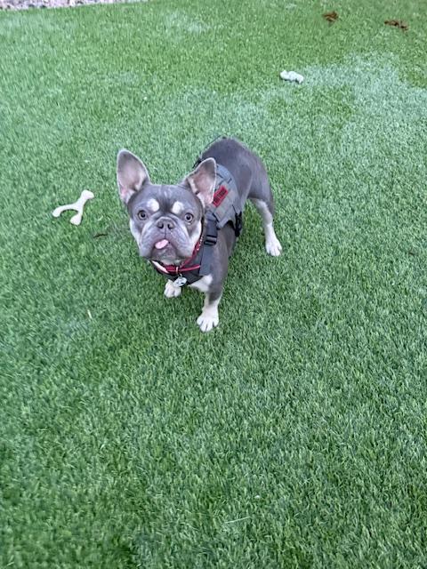 Enlarge Novella, a Adoptable French Bulldog in Mesa, AZ image 3/5