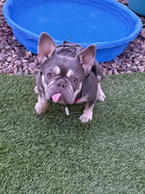 Enlarge Novella, a Adoptable French Bulldog in Mesa, AZ image 4/5