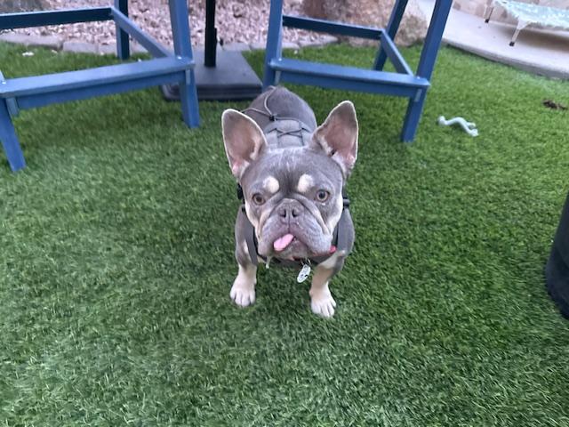 Enlarge Novella, a Adoptable French Bulldog in Mesa, AZ image 5/5