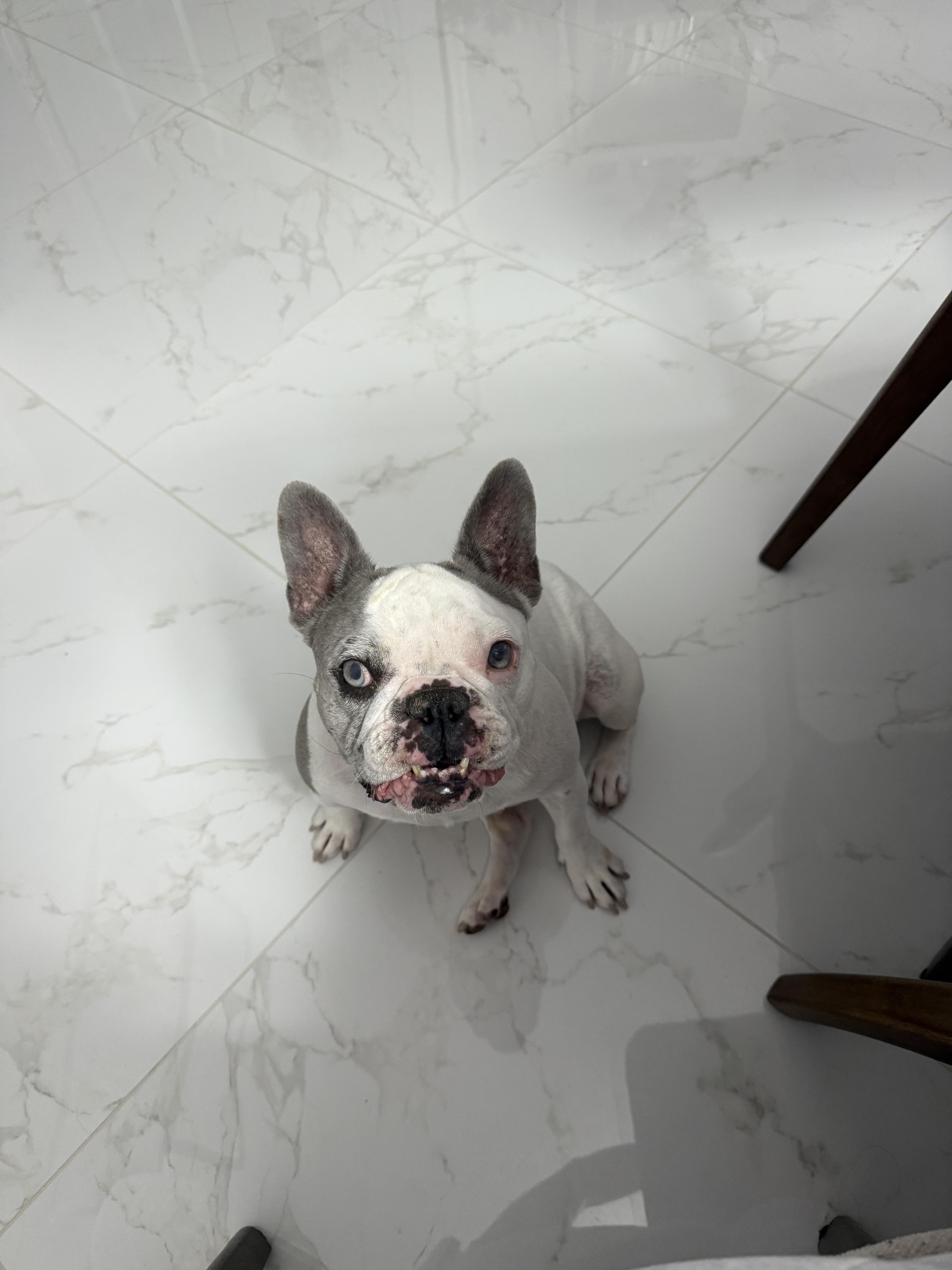 Enlarge Lunita, a ADOPTABLE French Bulldog in Plantation, FL image 2/3