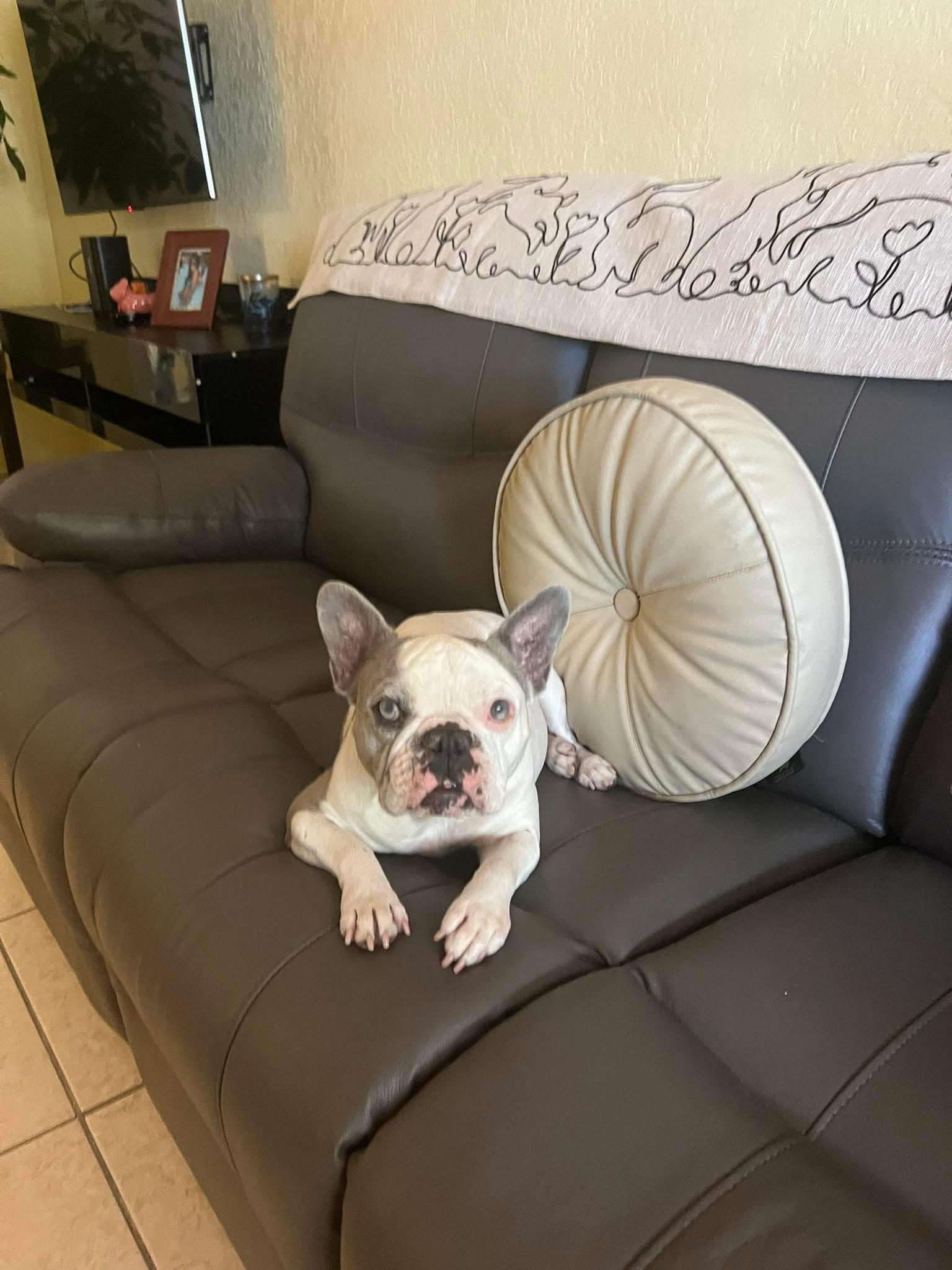 Enlarge Lunita, a ADOPTABLE French Bulldog in Plantation, FL image 1/3
