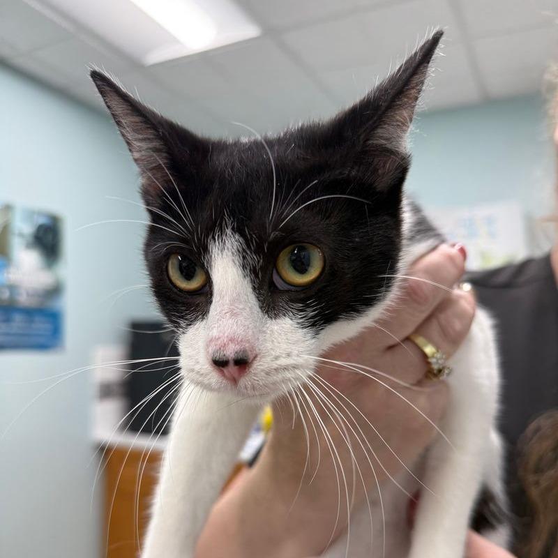 Dilza, Adoptable, Young Female Domestic Short Hair.