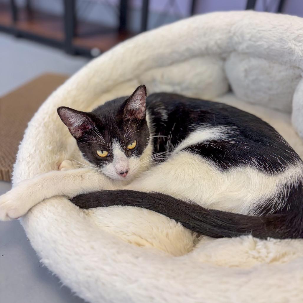 Enlarge Dilza, a Adoptable Domestic Short Hair in Boston, MA image 2/2