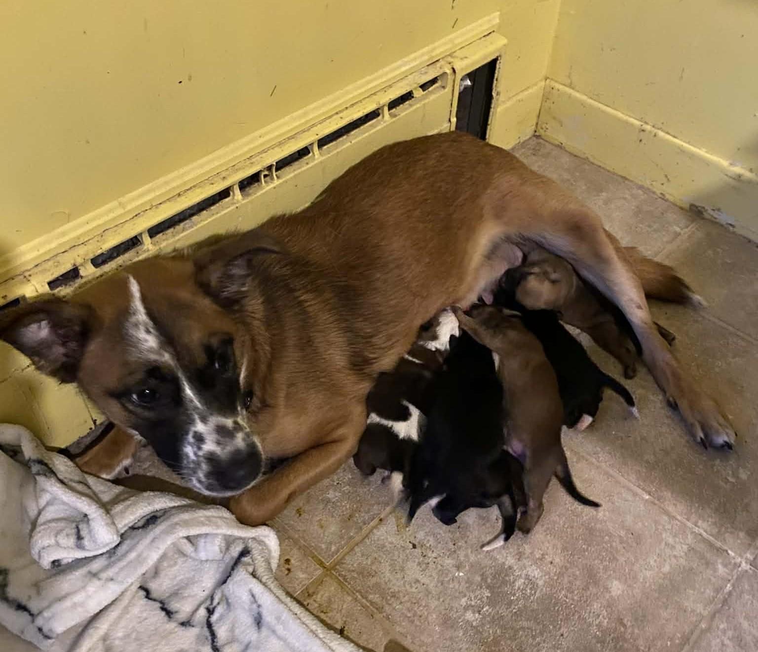 Enlarge Bella and Puppies, a ADOPTABLE Mixed Breed in Rigaud, QC image 1/1