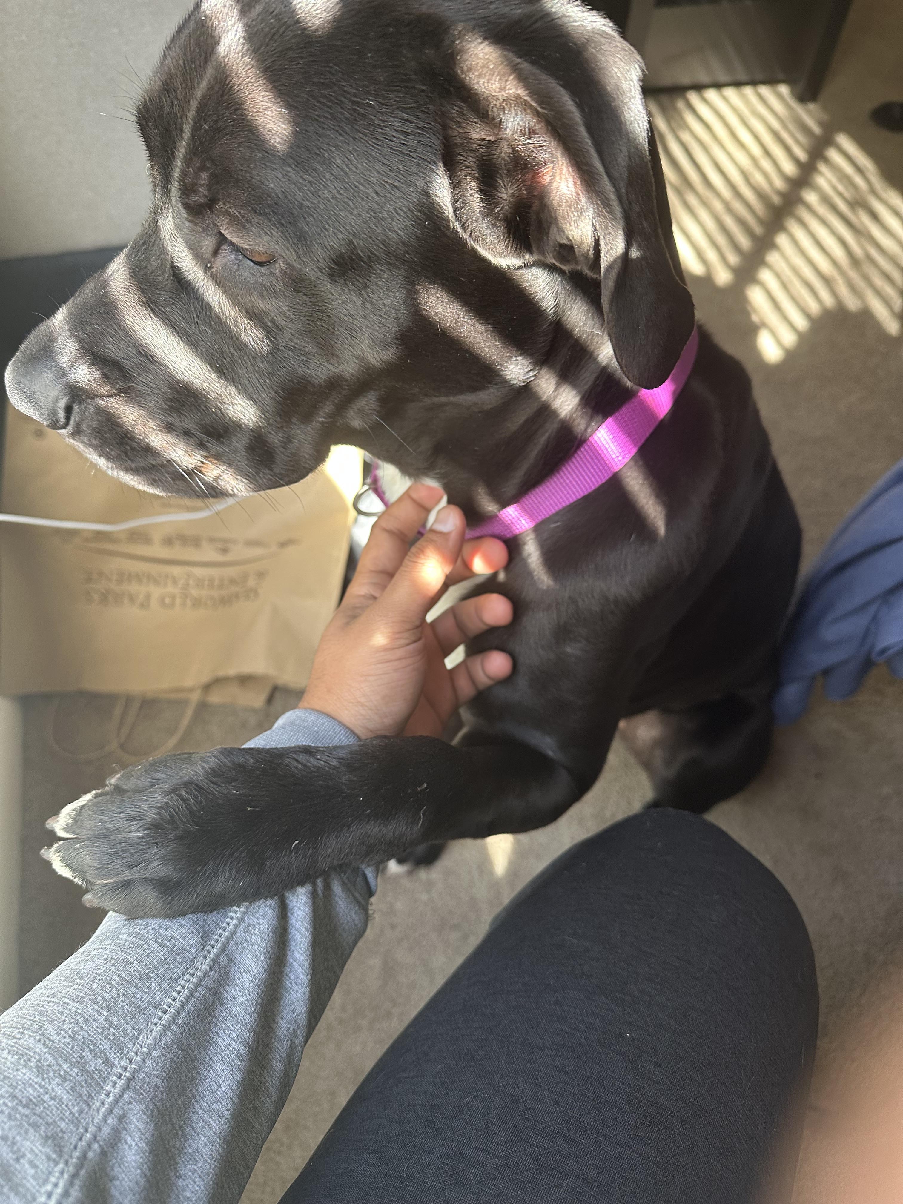 Puma, Adoptable, Young Female Labrador Retriever.