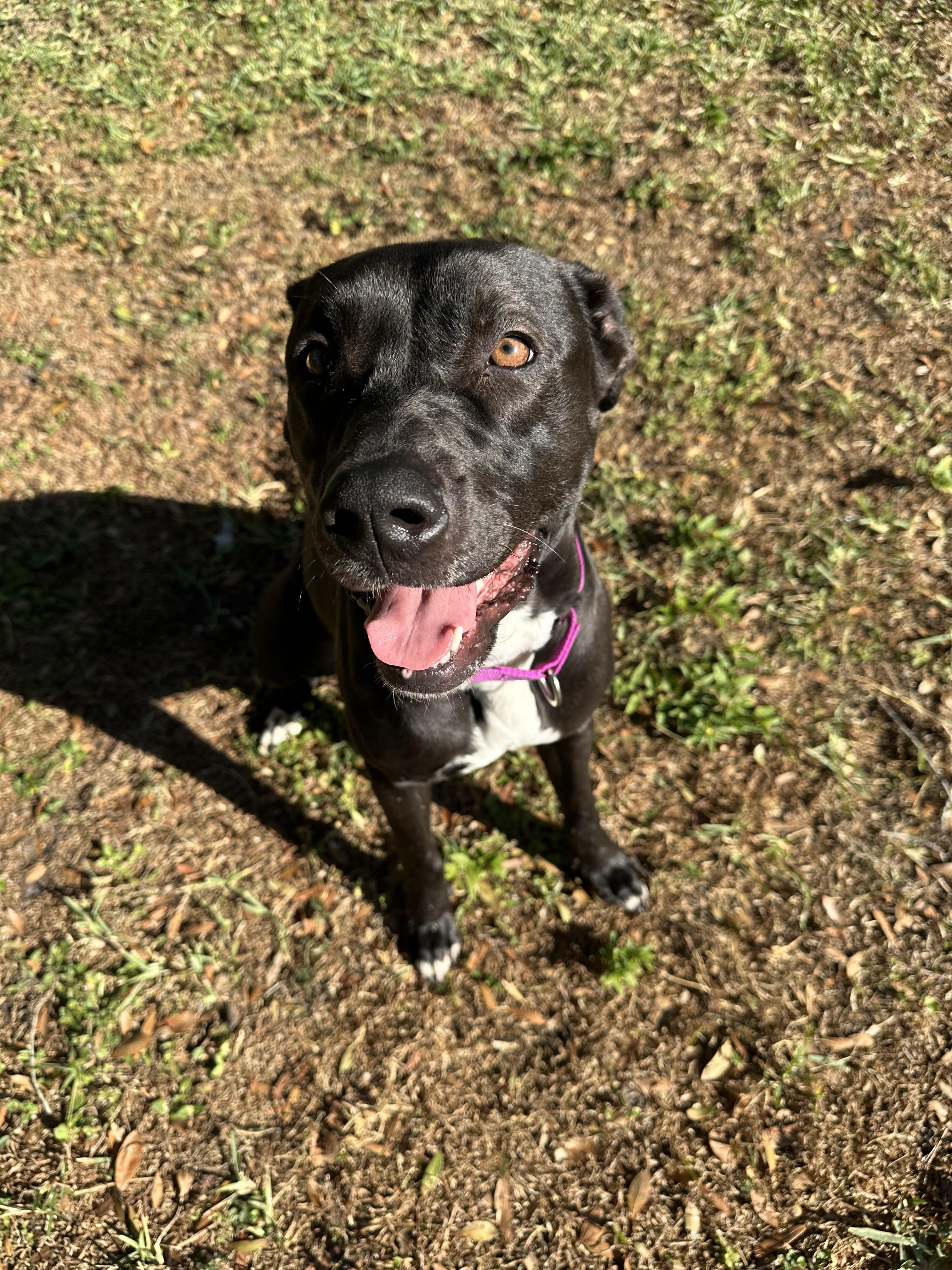 Enlarge Puma, a Adoptable mixed breed in tampa, FL image 2/6