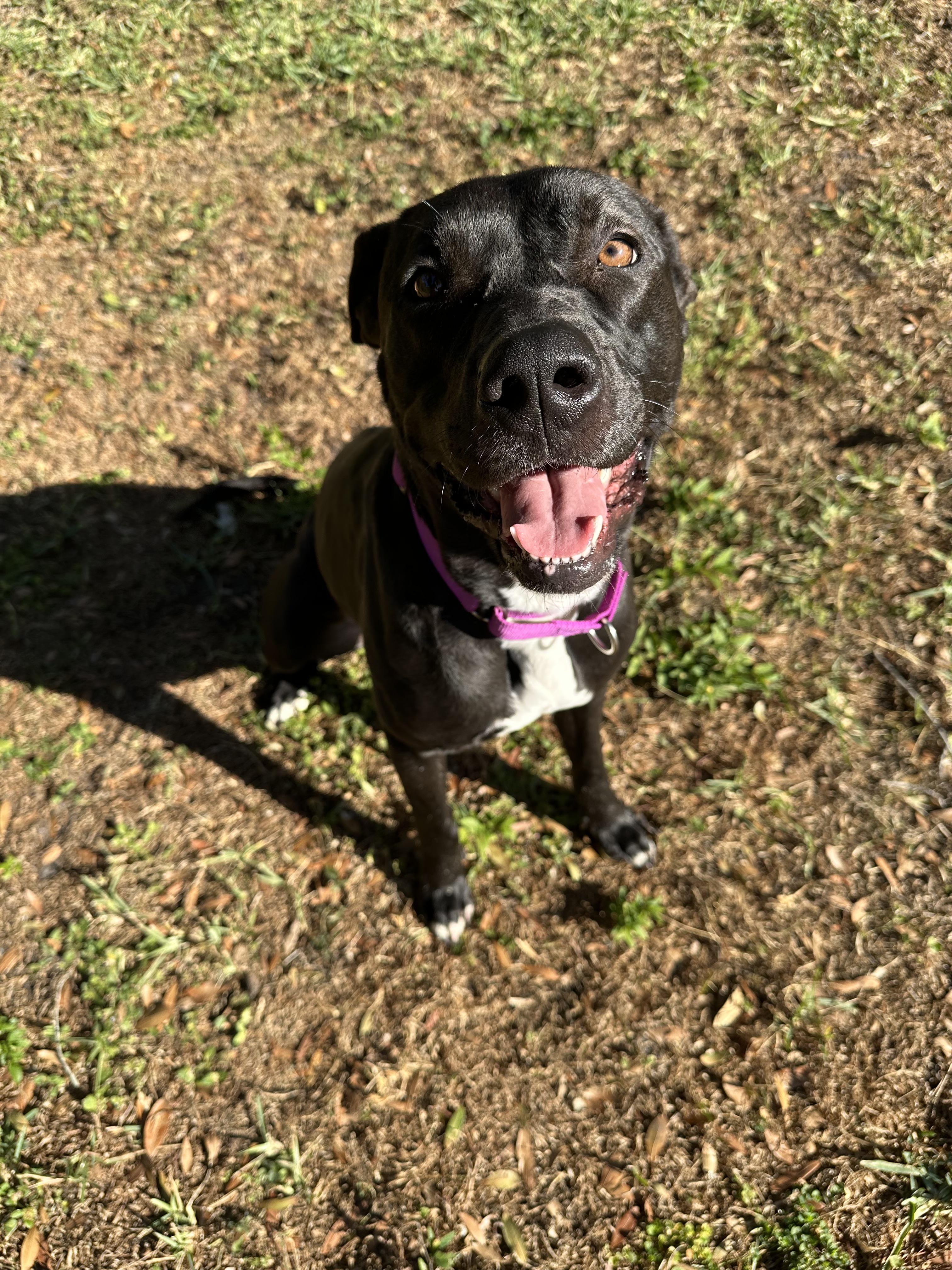 Enlarge Puma, a Adoptable mixed breed in tampa, FL image 3/6