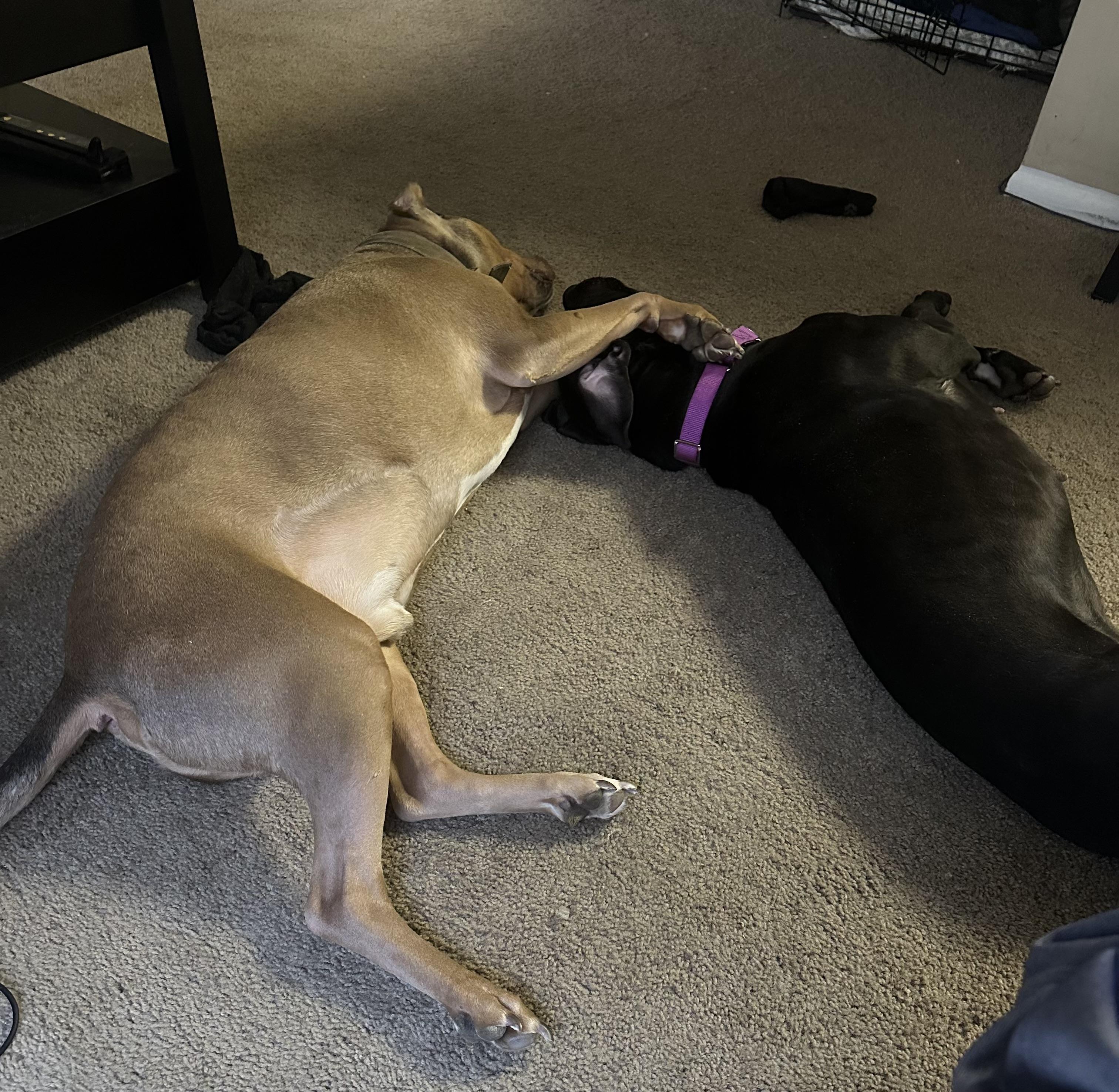 Enlarge Puma, a Adoptable mixed breed in tampa, FL image 4/6