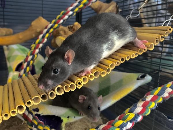 Enlarge Winkie, a Adoptable Rat in Merrimack, NH image 1/2