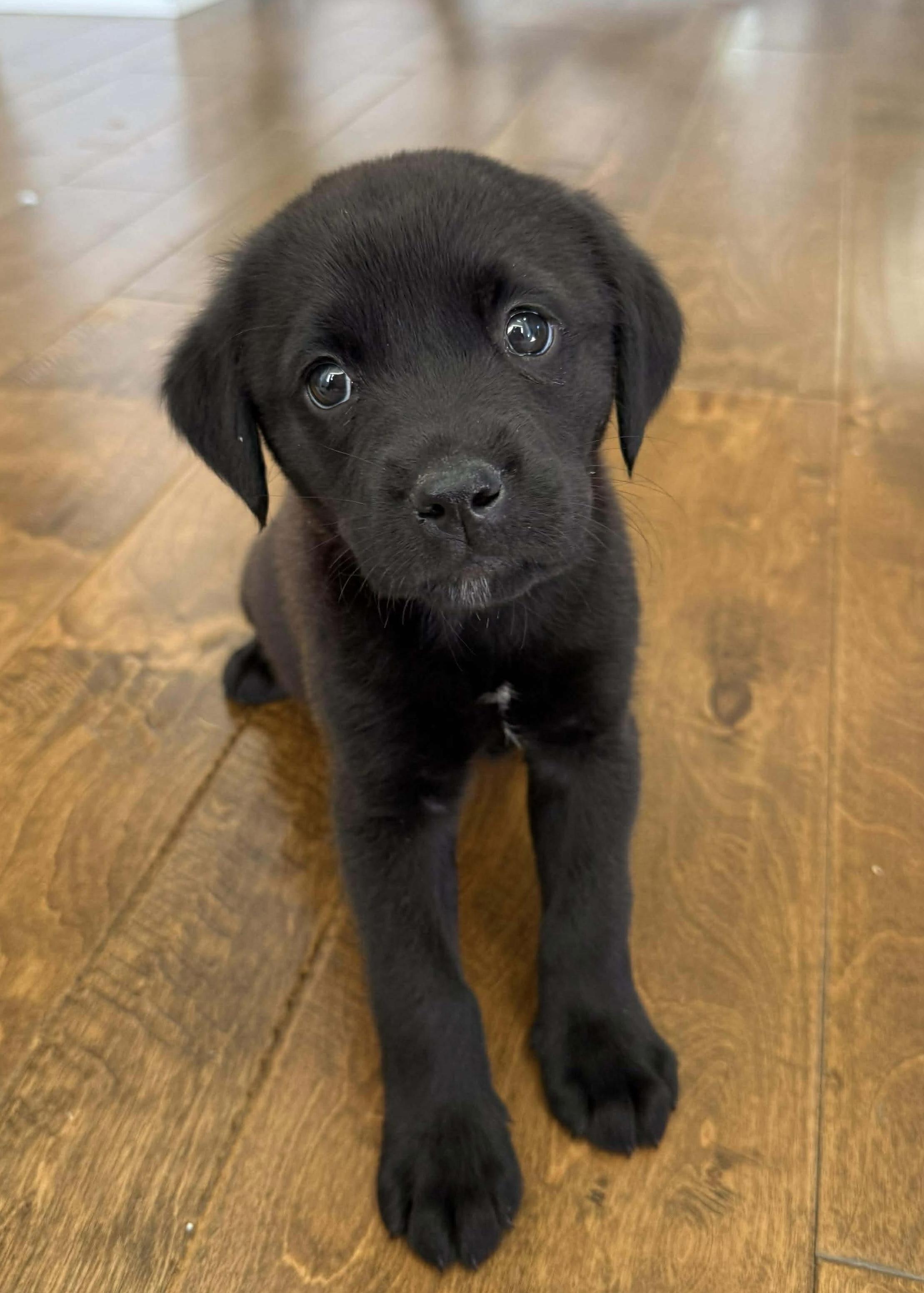 Rocky, ADOPTABLE, Puppy Male Black Labrador Retriever.