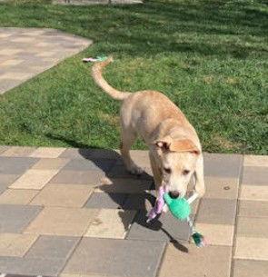 Everest, Adoptable, Puppy Male Cattle Dog.
