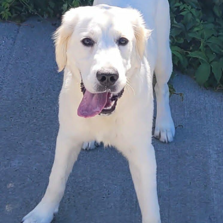 Maisie, Very Playful Puppy, an adopted Golden Retriever in Meriden, CT image 6/6