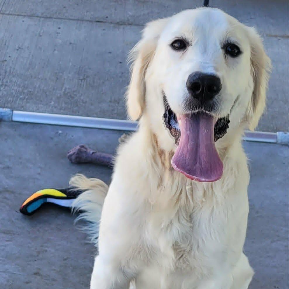 Maisie, Very Playful Puppy, an adopted Golden Retriever in Meriden, CT image 3/6