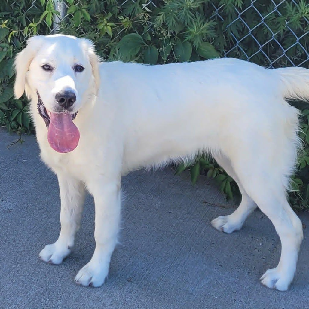 Maisie, Very Playful Puppy, an adopted Golden Retriever in Meriden, CT image 2/6
